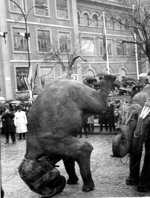 En la imagen, un elefante haciendo acrobacias