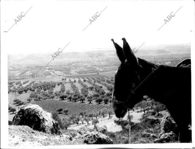 Olivar, Viñedos, Frutales, Cultivos Hortícolas y Cerealístas se Despliegan en...