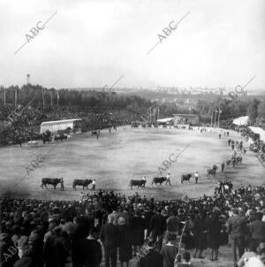 Exhibición del ganado en la Feria internacional del campo