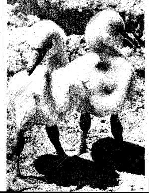 BLANCO Y NEGRO MADRID 08-09-1962 página 66