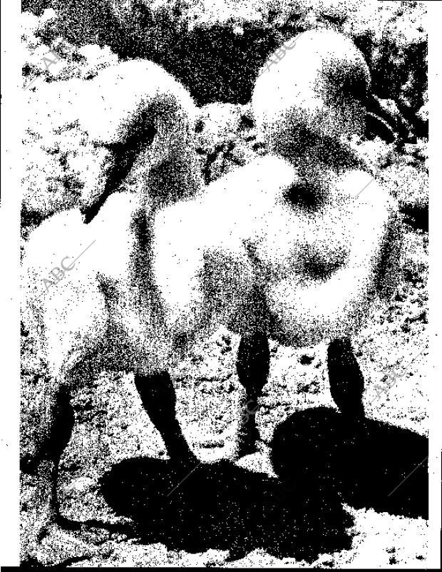 BLANCO Y NEGRO MADRID 08-09-1962 página 66