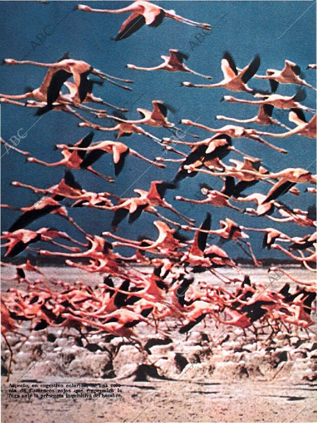 BLANCO Y NEGRO MADRID 08-09-1962 página 70