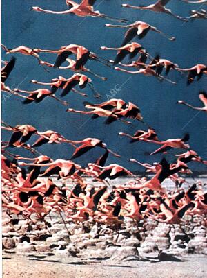 BLANCO Y NEGRO MADRID 08-09-1962 página 71