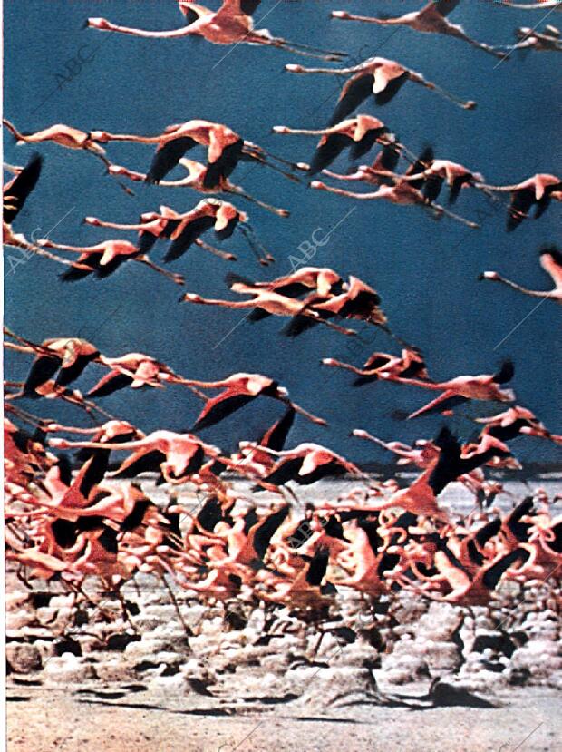 BLANCO Y NEGRO MADRID 08-09-1962 página 71