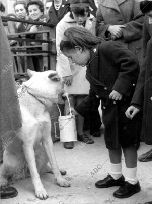 Una niña Depositando su donativo en la Hucha, en el día de la Banderita de 1962