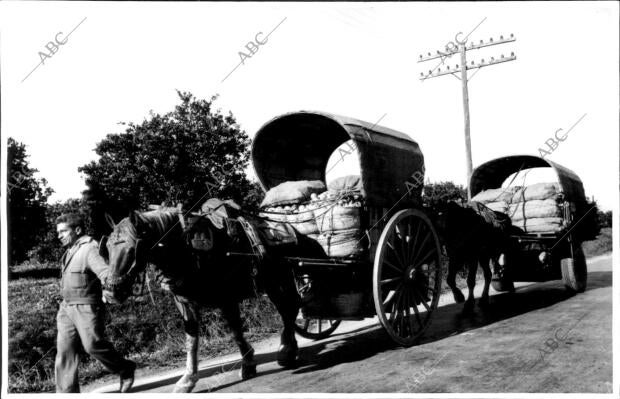 Como si nada Hubiese Ocurrido, Continúa el transporte de Naranjas desde los...