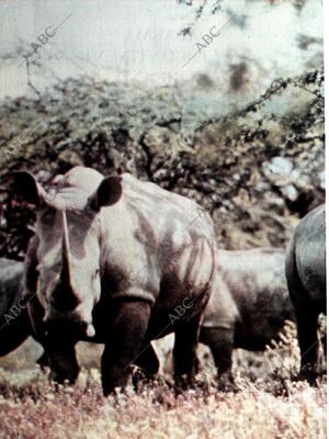 BLANCO Y NEGRO MADRID 12-12-1964 página 72