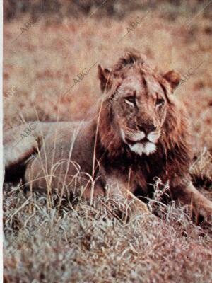 BLANCO Y NEGRO MADRID 12-12-1964 página 77