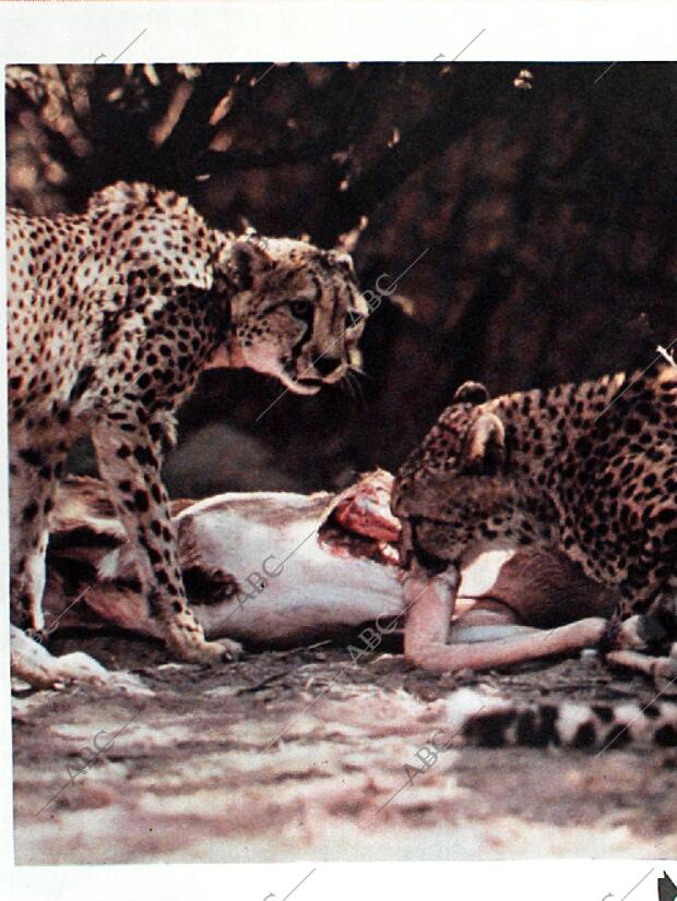 BLANCO Y NEGRO MADRID 12-12-1964 página 81