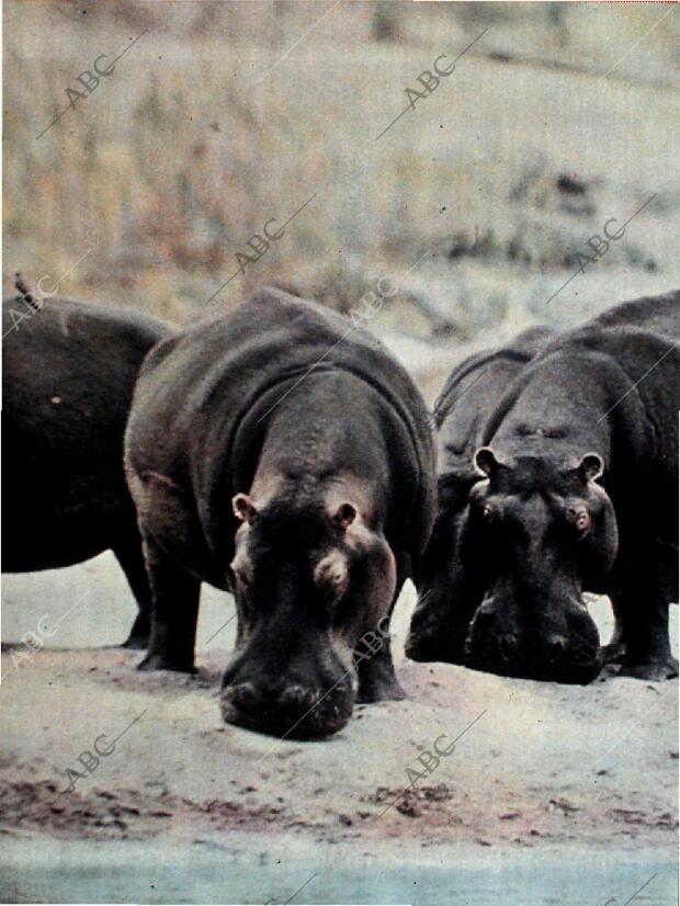 BLANCO Y NEGRO MADRID 12-12-1964 página 82