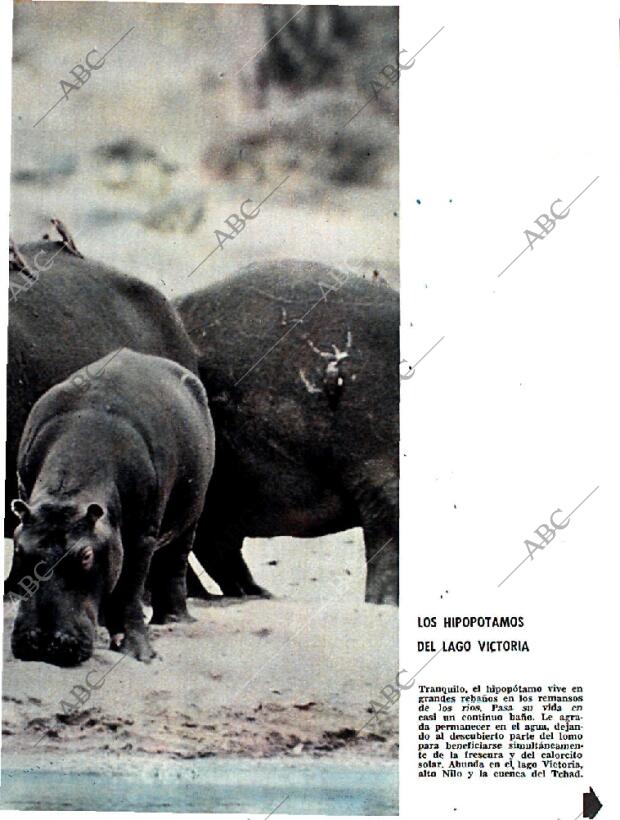 BLANCO Y NEGRO MADRID 12-12-1964 página 83