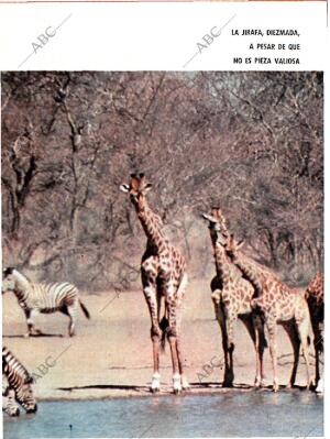 BLANCO Y NEGRO MADRID 12-12-1964 página 84