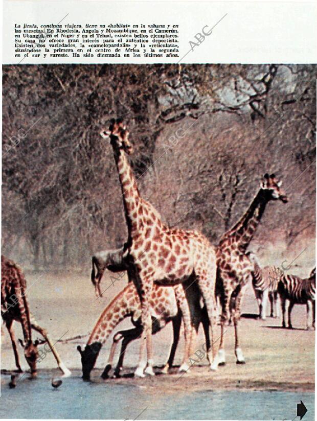 BLANCO Y NEGRO MADRID 12-12-1964 página 85