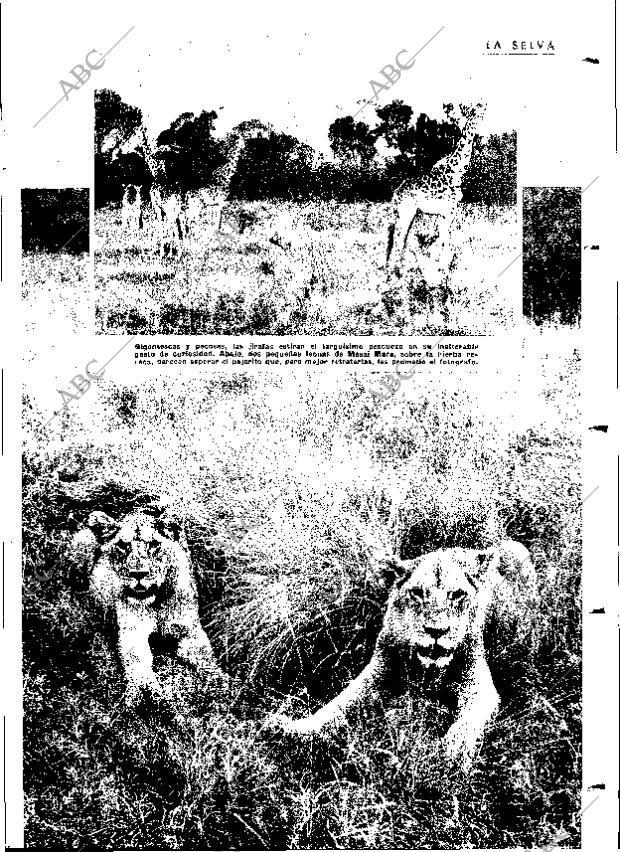 ABC MADRID 19-12-1964 página 19