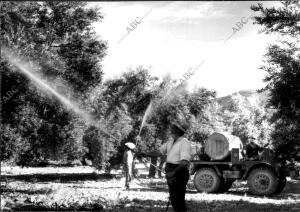 Fumigaciones contra El "Prays" en un olivar de Jaén con un tractor Holder