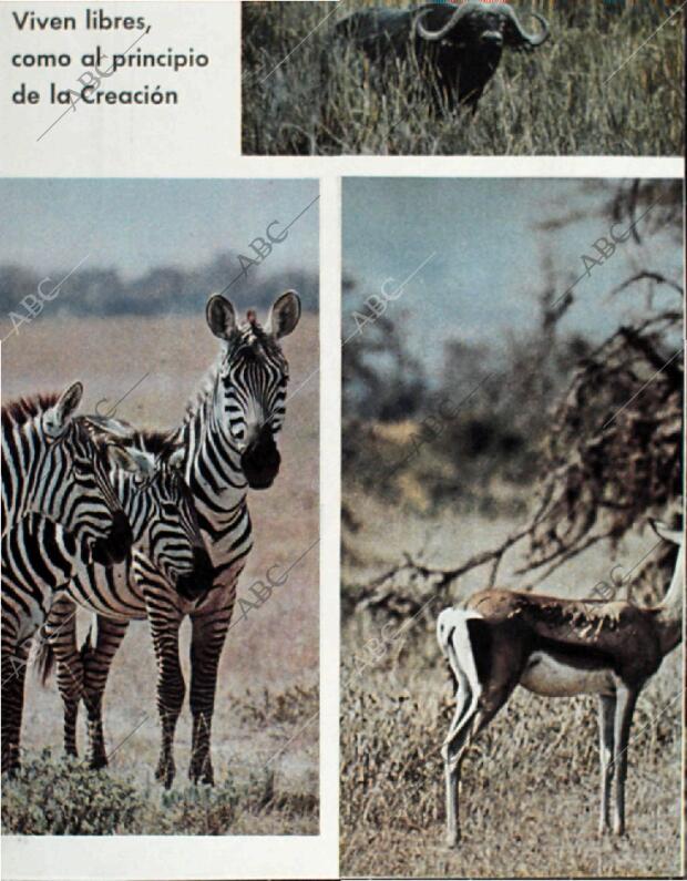 BLANCO Y NEGRO MADRID 20-02-1965 página 62