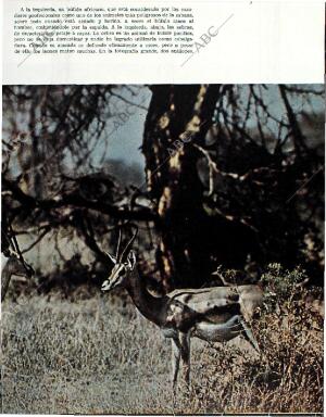 BLANCO Y NEGRO MADRID 20-02-1965 página 63