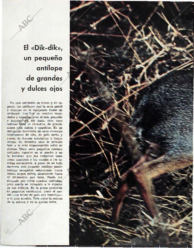 BLANCO Y NEGRO MADRID 20-02-1965 página 66