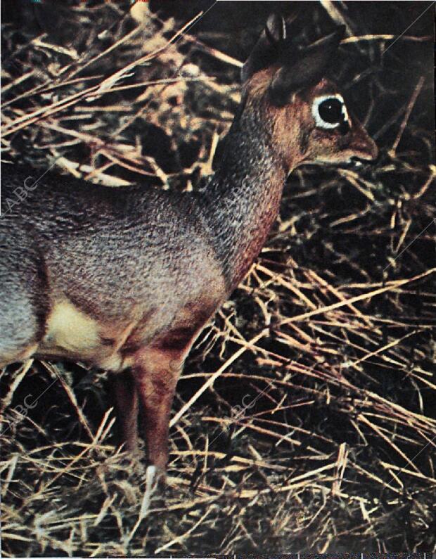 BLANCO Y NEGRO MADRID 20-02-1965 página 67