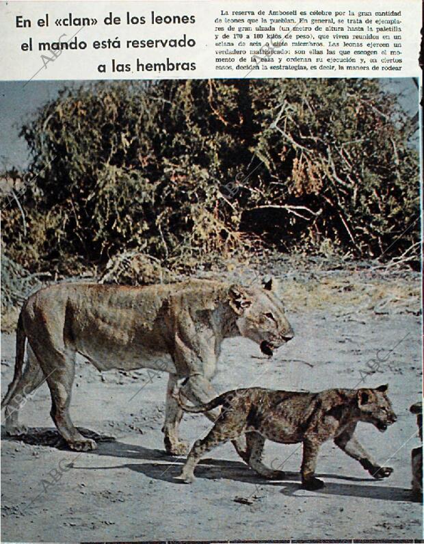 BLANCO Y NEGRO MADRID 20-02-1965 página 68