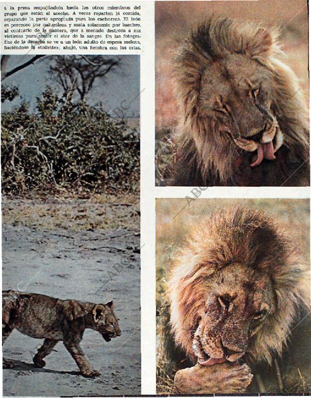 BLANCO Y NEGRO MADRID 20-02-1965 página 69