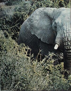 BLANCO Y NEGRO MADRID 20-02-1965 página 70