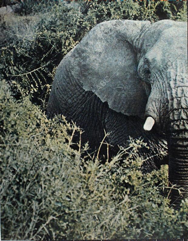 BLANCO Y NEGRO MADRID 20-02-1965 página 70