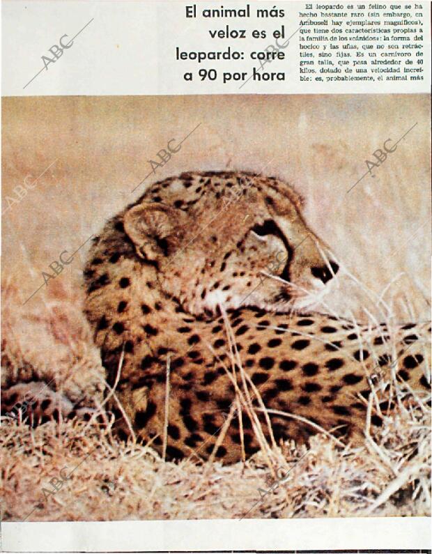 BLANCO Y NEGRO MADRID 20-02-1965 página 72