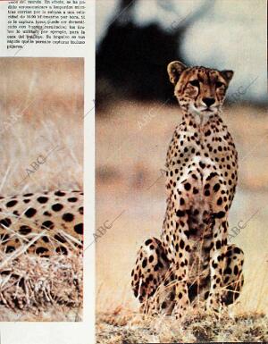 BLANCO Y NEGRO MADRID 20-02-1965 página 73