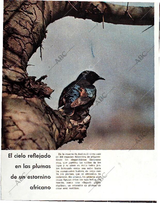 BLANCO Y NEGRO MADRID 20-02-1965 página 74