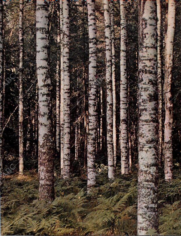 BLANCO Y NEGRO MADRID 06-03-1965 página 61