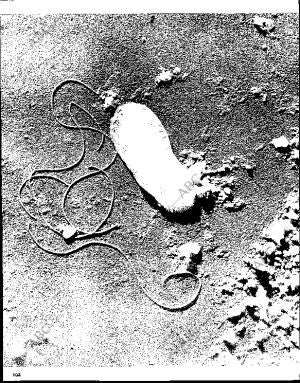 BLANCO Y NEGRO MADRID 17-04-1965 página 102