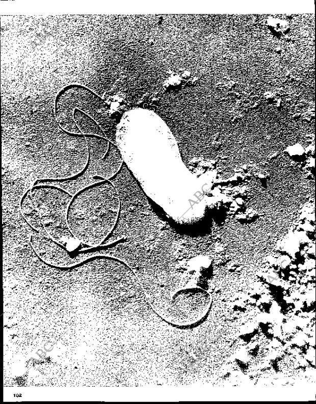 BLANCO Y NEGRO MADRID 17-04-1965 página 102