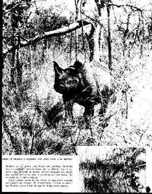 BLANCO Y NEGRO MADRID 17-04-1965 página 111