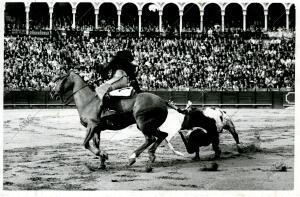 En la imagen, un caballo hijo de la yegua "Espléndida", que tantos triunfos dió...