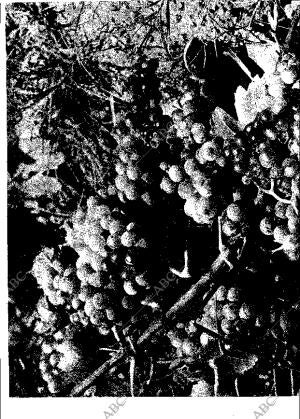 ABC MADRID 20-07-1965 página 23