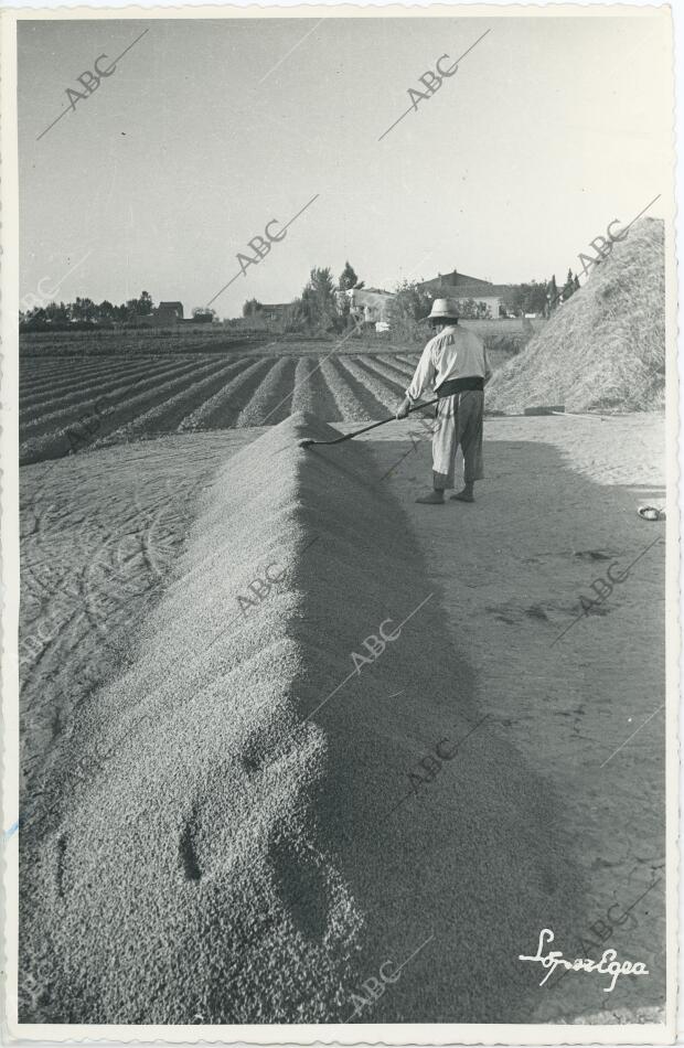 En la imagen, el arroz, ya seco, dispuesto en la era para ser envasado y...