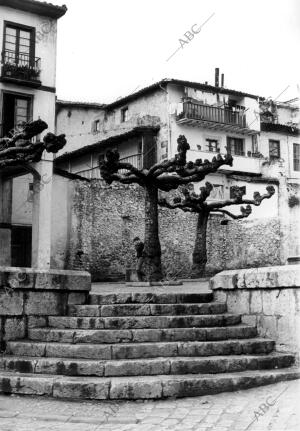 Árboles Suituados en una de las Calles del pueblo Laredo (Cantabria)