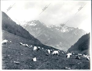 Rebaños de Ovejas en el pirineo oscense