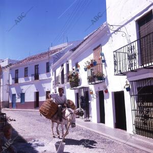 Una persona en burro en San Pedro de Alcantara