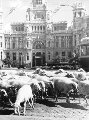 Cañada real A su paso por la Cibeles