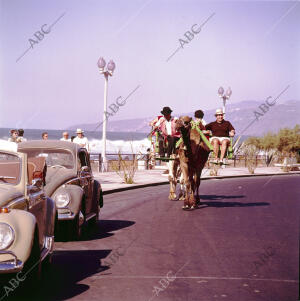 Unos turistas son paseados a lomos de un camello por la ciudad tinerfeña