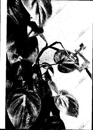 BLANCO Y NEGRO MADRID 27-02-1971 página 52