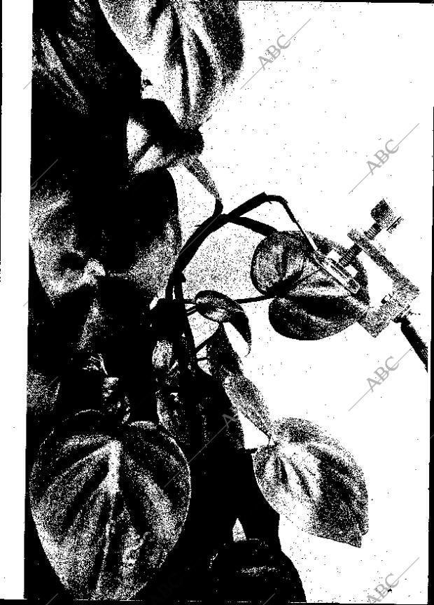 BLANCO Y NEGRO MADRID 27-02-1971 página 52