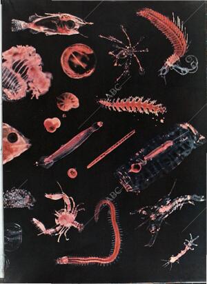 BLANCO Y NEGRO MADRID 08-05-1971 página 51