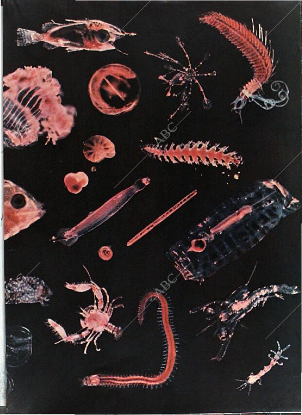 BLANCO Y NEGRO MADRID 08-05-1971 página 51