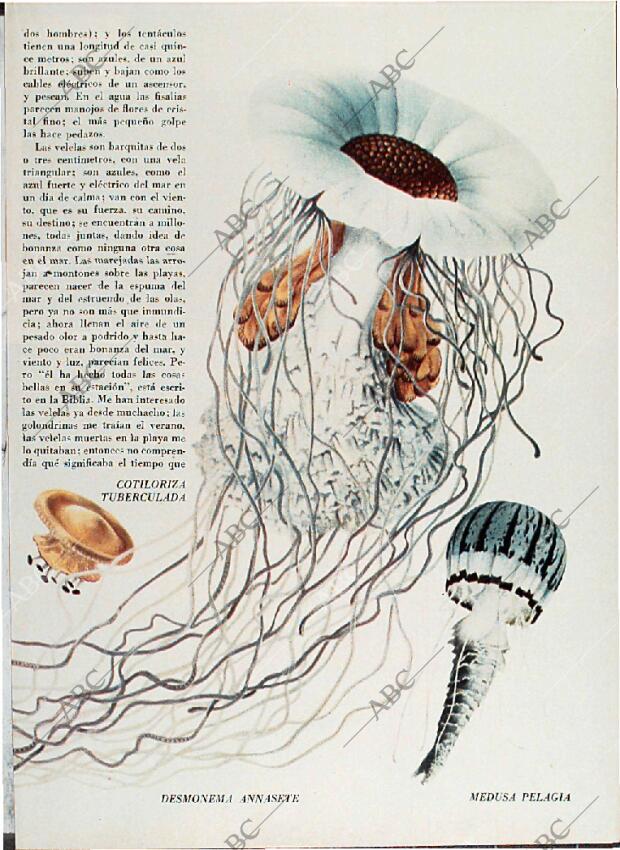 BLANCO Y NEGRO MADRID 08-05-1971 página 57