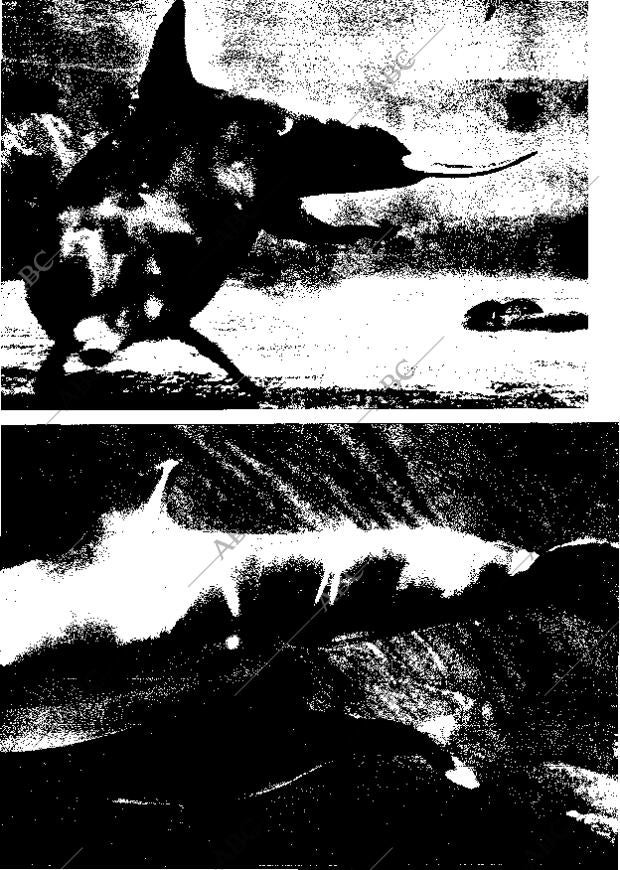 BLANCO Y NEGRO MADRID 18-03-1972 página 65