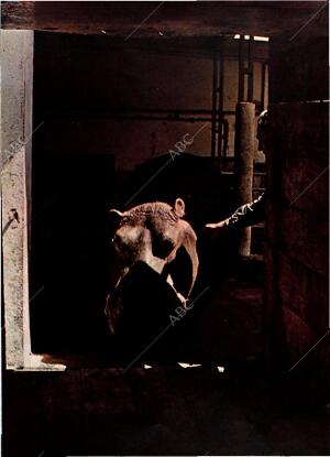 BLANCO Y NEGRO MADRID 29-04-1972 página 26