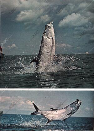 BLANCO Y NEGRO MADRID 10-08-1974 página 19